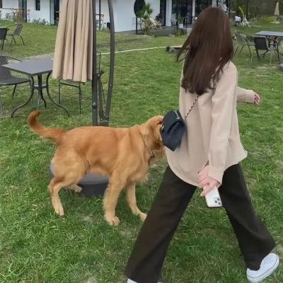 小猪进城